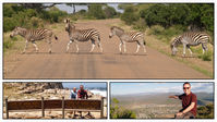 Zuid Afrika | Zebra's steken over in het Krugerpark